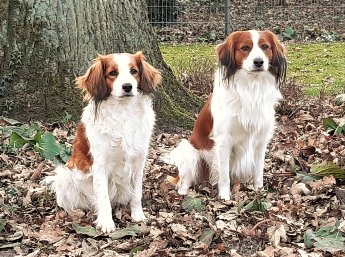 Ziva und Idax